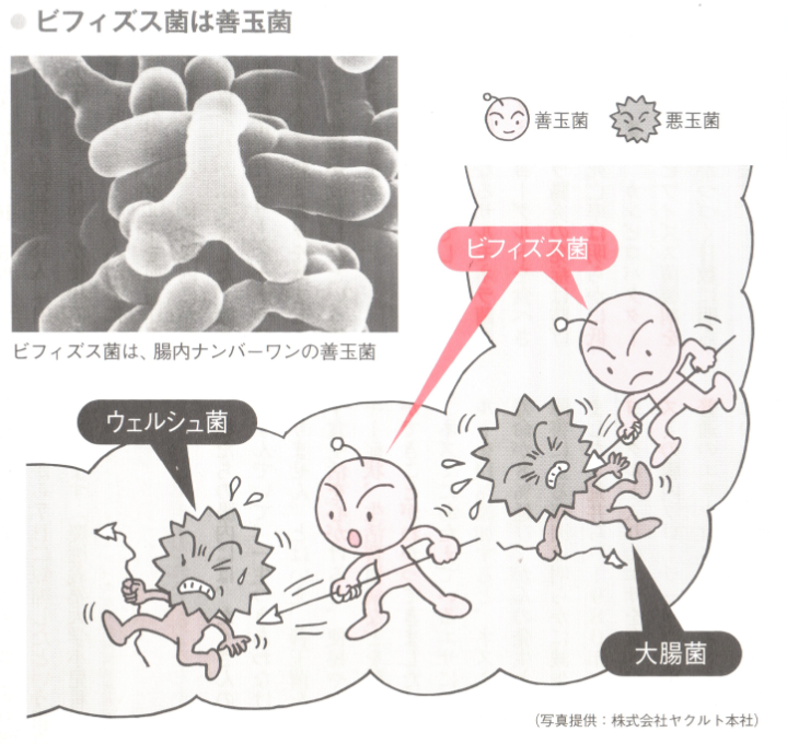 ビフィズス菌は善玉菌