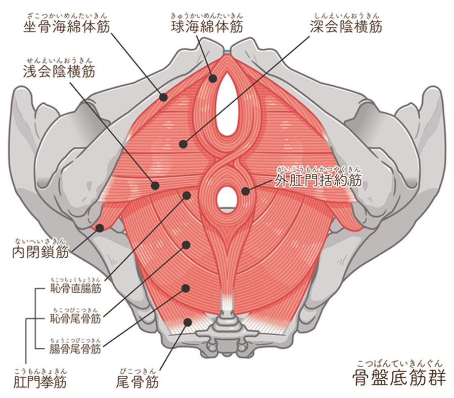 骨盤底筋群とは