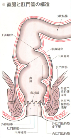 直腸と肛門管の構造