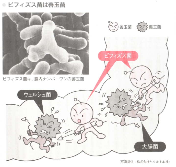 菌 増やす 善玉