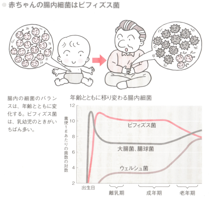 赤ちゃんの腸内細菌はビフィズス菌