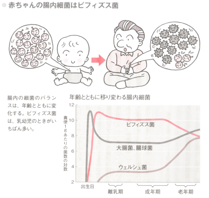 便秘下痢対策 ビフィズス菌を増やす 痔の治療なら 東京青山 平田肛門科医院 便秘下痢対策 ビフィズス菌を増やす 痔の治療なら 東京青山 平田肛門科医院