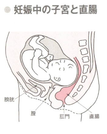 妊娠中の子宮と直腸